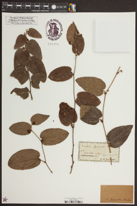 Smilax pumila image