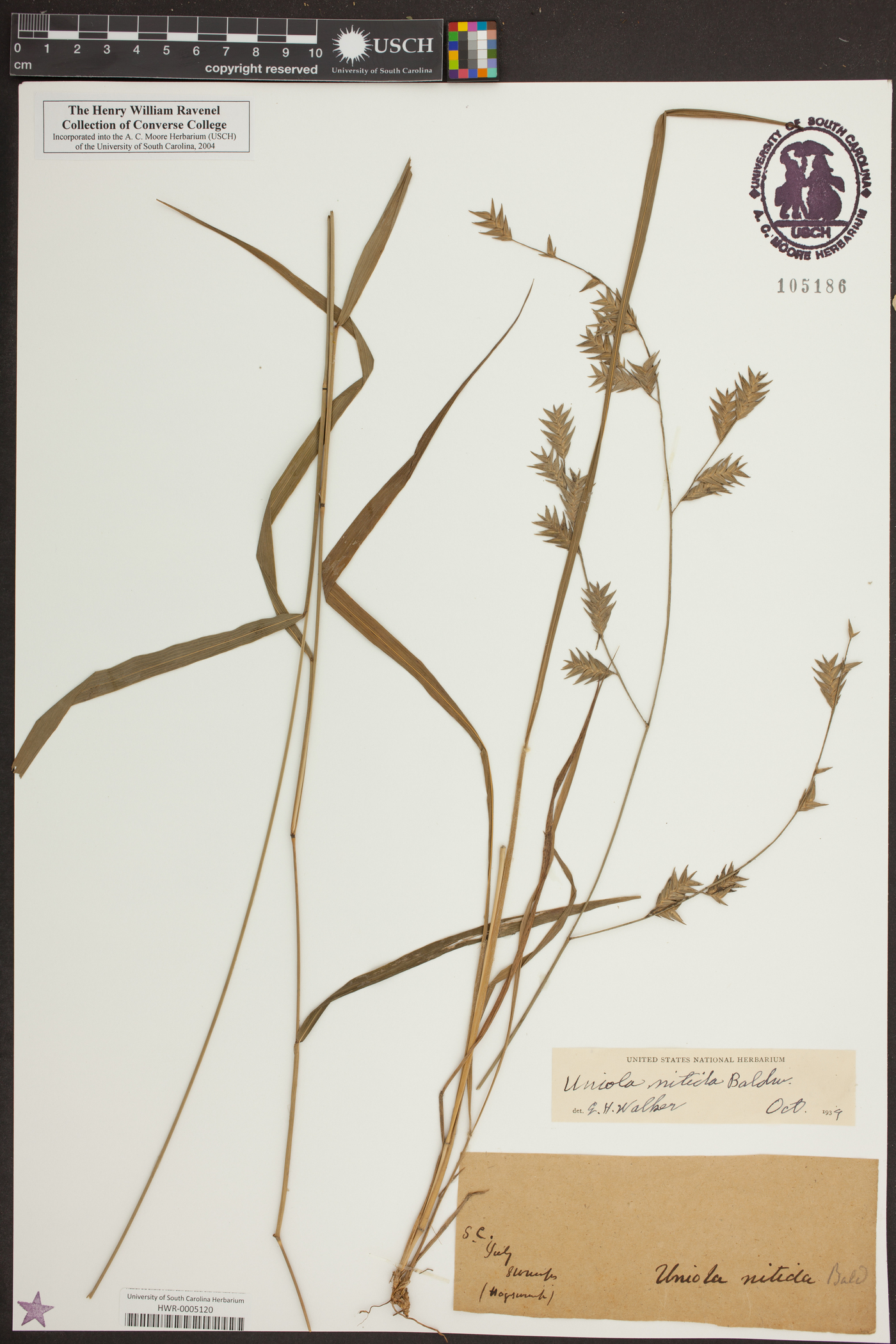 Chasmanthium nitidum image