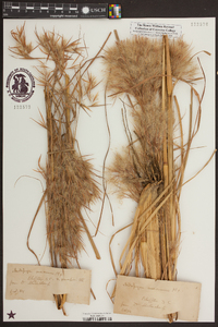 Andropogon glomeratus var. glaucopsis image