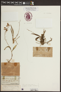 Epidendrum conopseum image