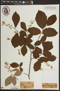 Styrax grandifolius image