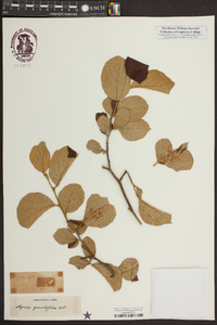 Styrax grandifolius image