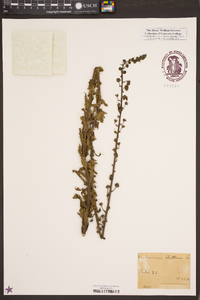 Verbascum blattaria image