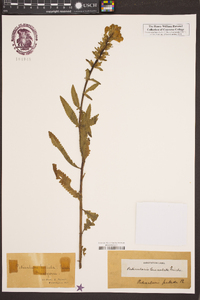 Pedicularis lanceolata image