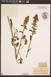 Pedicularis lanceolata image