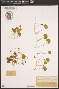 Dichondra carolinensis image