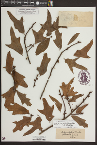 Quercus laurifolia image