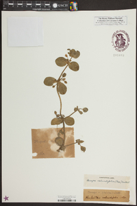 Bacopa rotundifolia image