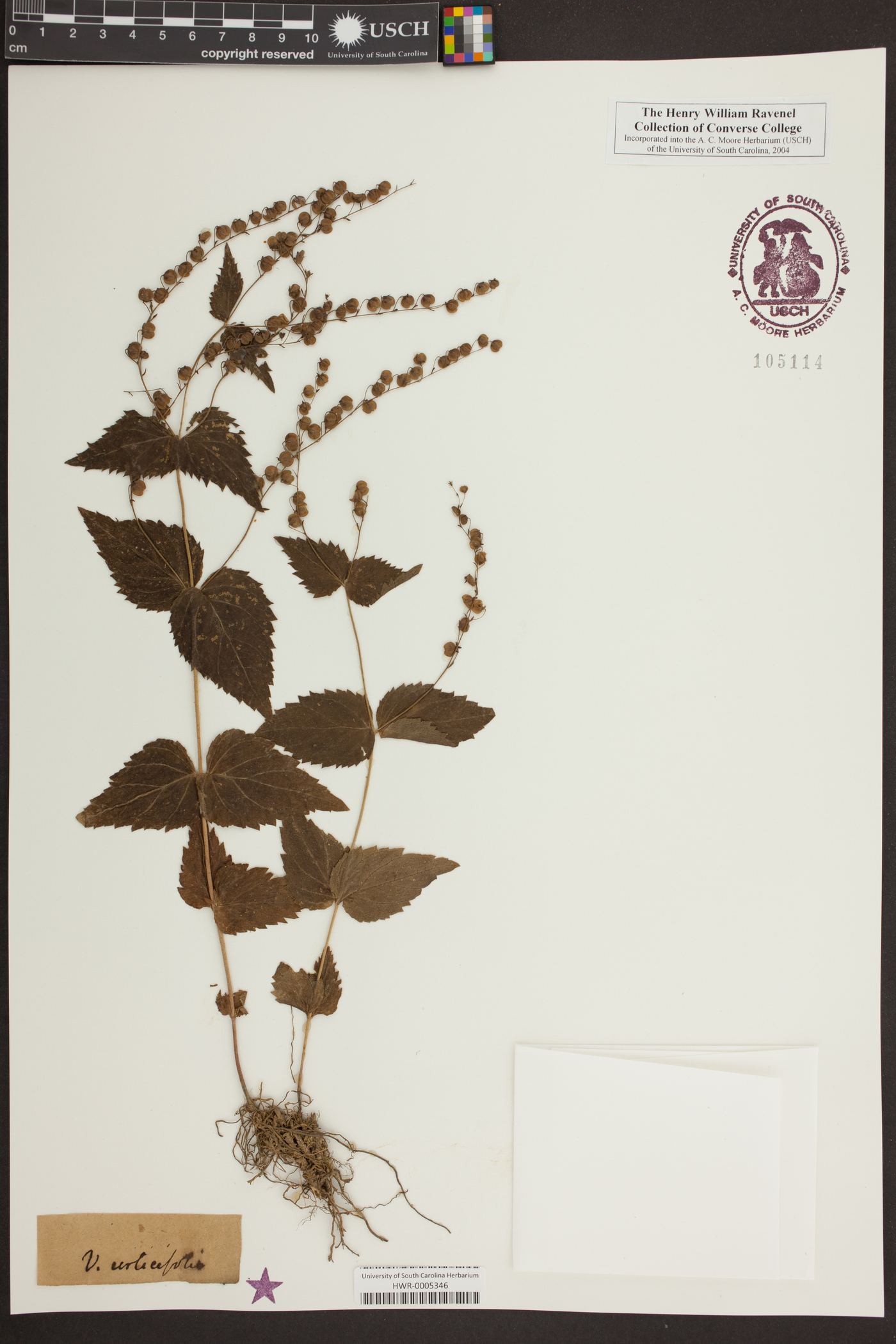 Veronica urticifolia image