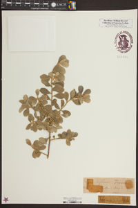 Leucophyllum frutescens image