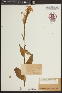 Platanthera grandiflora image