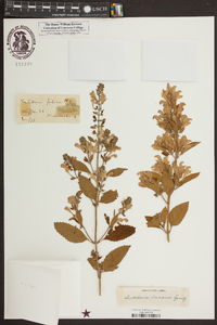 Scutellaria incana image