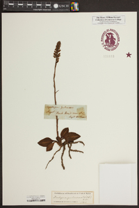 Goodyera pubescens image