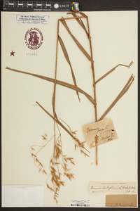 Bromus latiglumis image