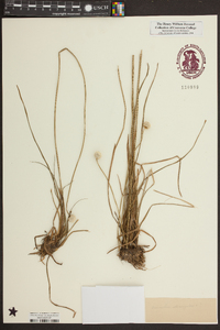 Eriocaulon decangulare image