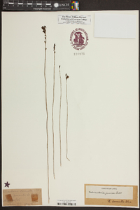 Utricularia juncea image