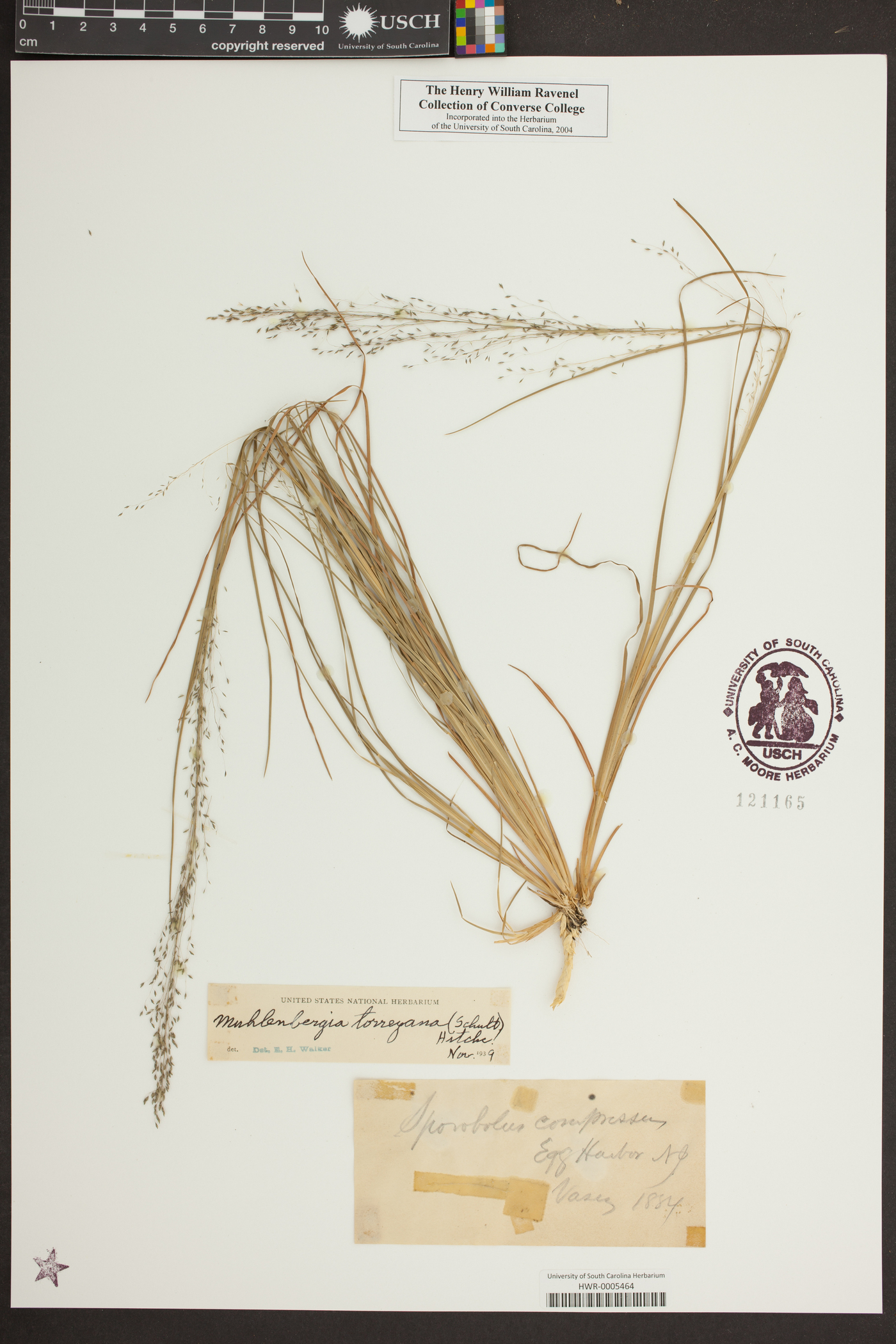 Muhlenbergia torreyana image