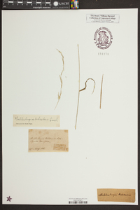 Muhlenbergia tenuiflora image