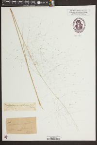 Muhlenbergia capillaris image