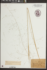 Muhlenbergia capillaris image