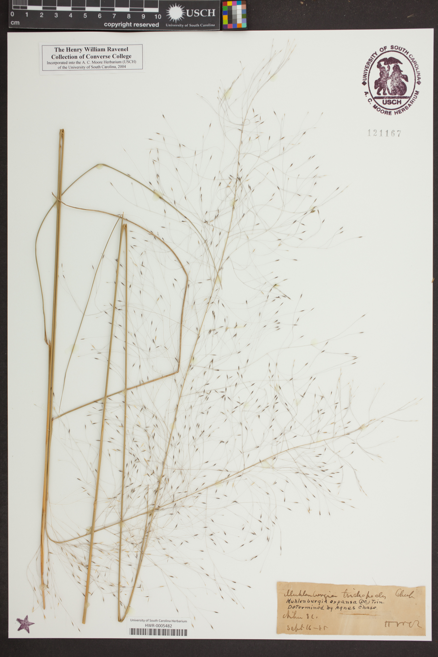 Muhlenbergia expansa image