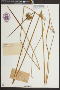 Juncus effusus var. solutus image