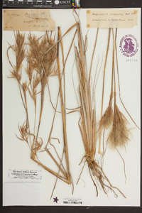 Andropogon glomeratus image