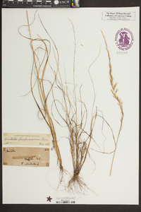 Aristida purpurascens image