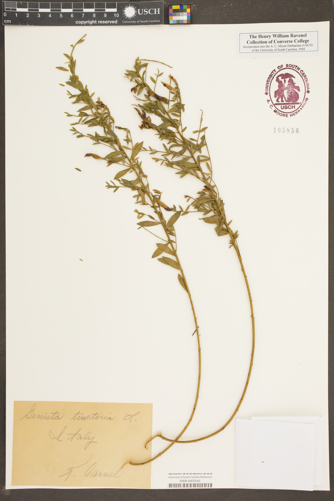 Genista tinctoria image