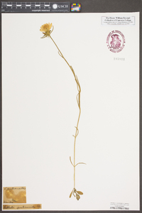 Sabatia gentianoides image