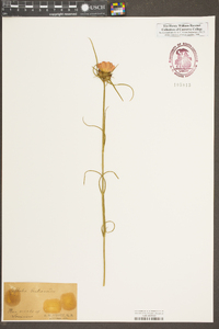 Sabatia gentianoides image