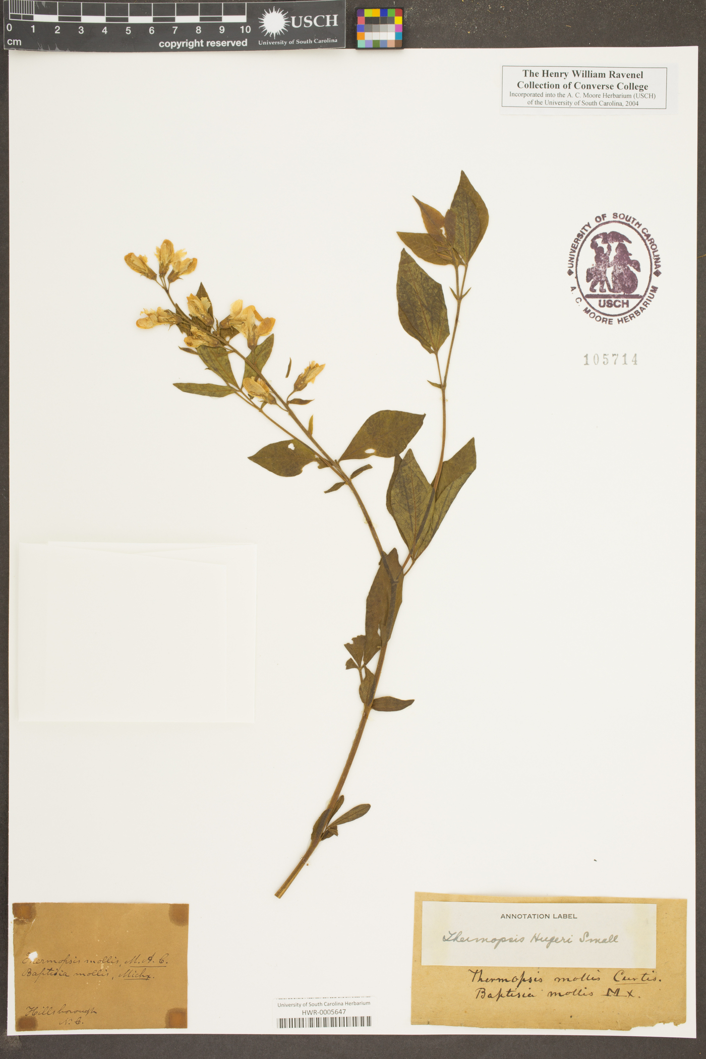 Thermopsis mollis image