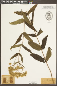 Eupatorium sessilifolium image