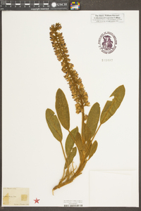 Lupinus villosus image