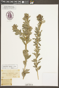 Lespedeza capitata image