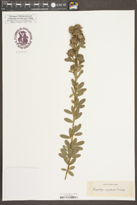 Lespedeza capitata image