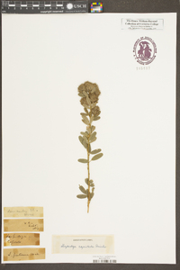 Lespedeza capitata image