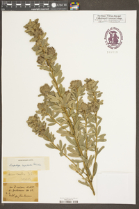 Lespedeza capitata image