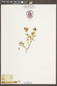 Trifolium aureum image