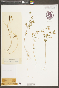 Trifolium dubium image