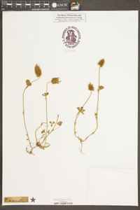 Trifolium incarnatum image