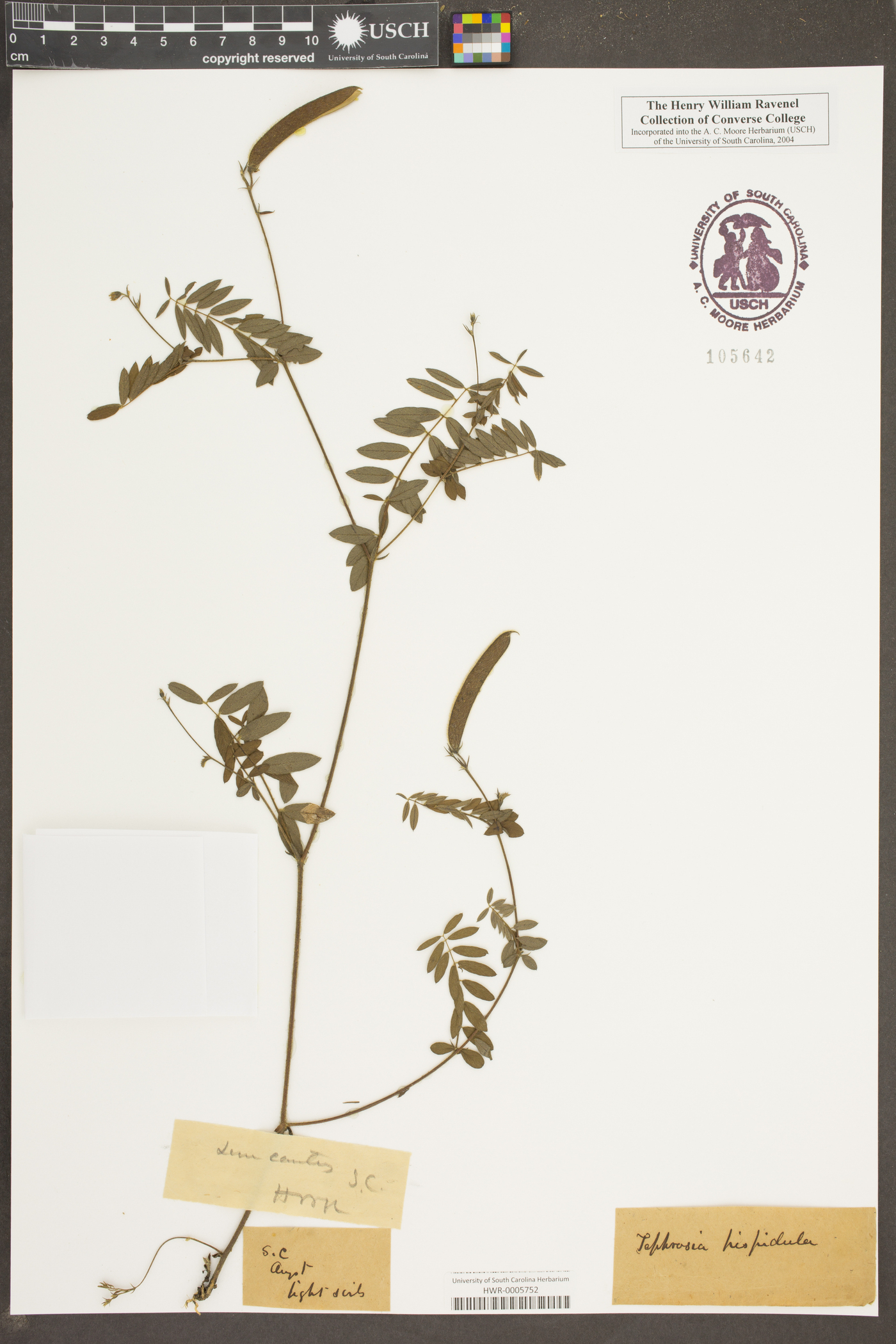 Tephrosia hispidula image
