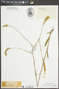 Solidago gracillima image