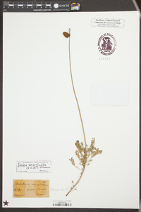 Dalea emarginata image