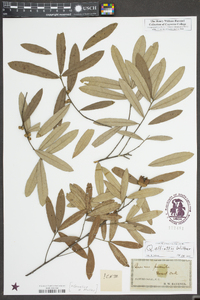 Quercus pumila image
