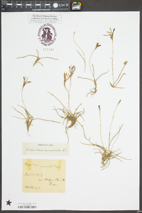 Tillandsia recurvata image