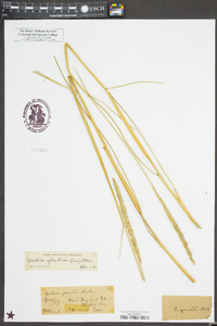 Spartina spartinae image