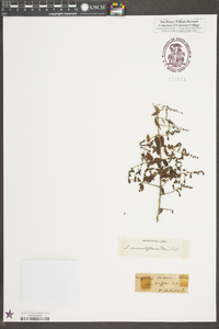 Sageretia minutiflora image