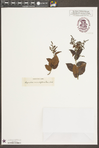 Sageretia minutiflora image