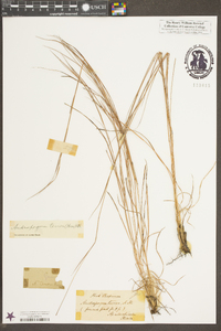 Schizachyrium tenerum image